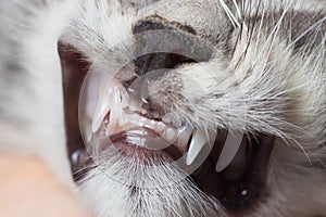 Baby teeth in a small kitten. Dentistry for cats, close-up.