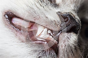 Baby teeth in a small kitten. Dentistry for cats, close-up.