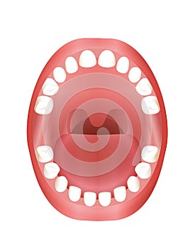 Baby Teeth Teething Children Mouth