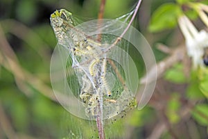 Baby tent caterpillars in web on honey suckle vine