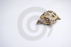 Baby testudo horsfieldii on a white background