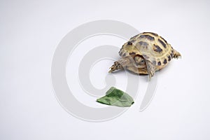 Baby testudo horsfieldii on a white background