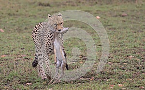 baby thompson gazelle kill held firmly by its neck in cheetah\'s mouth in the wild savannah of the masai mara, kenya