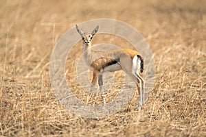 Baby Thomson gazelle stands in long grass