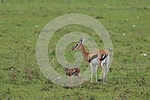 Baby thomson`s gazelle and its mom in the african savannah.
