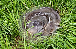 Baby thorn asleep in grass