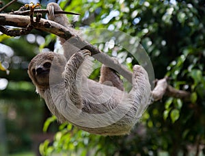 Baby three toed sloth