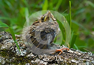 Baby of thrush 2