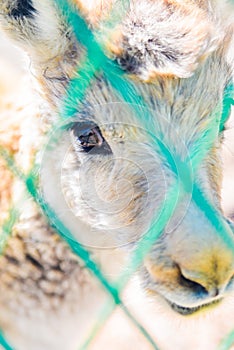 Baby Tibetan antelope