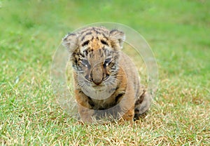 Baby tiger