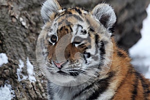 Baby tiger