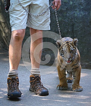 Baby Tiger and Handler