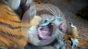 Baby Tiger Kittens Playing in Merida Mexico Zoo