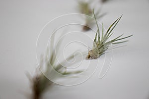 Baby tillandsia funckiana,group of air plants.