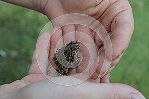 A baby toad in a little boys hand