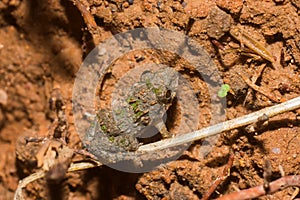 baby toad are sitting on the ground
