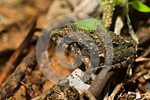 baby toad are sitting on the ground