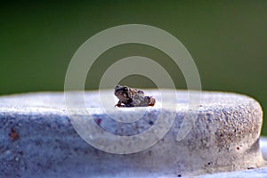 Baby toad