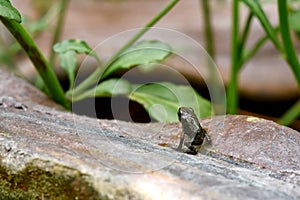 Baby toad, Young common small frog sitting on green leaf, Frogs eat insects and control the natural.