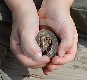 Baby toads in child`s hands