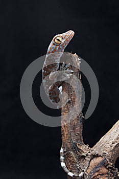 A baby tokay gecko on driftwood