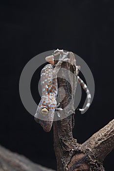 A baby tokay gecko on driftwood