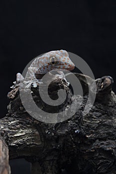 A baby tokay gecko on driftwood