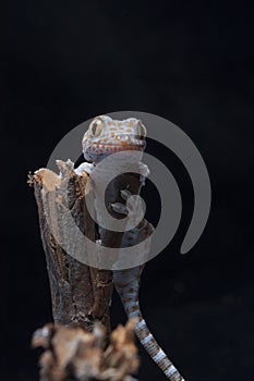 A baby tokay gecko on driftwood