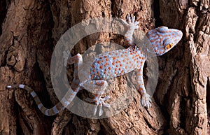Baby Tokay gecko on tree