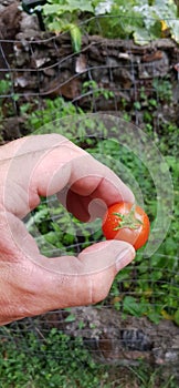 Baby Tomato held in fingers