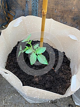 Baby tomato plant in soil