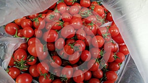 Baby tomato vegetaria my faforid