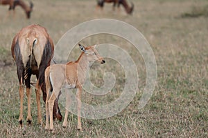 Baby topi and its mom in the african savannah.