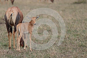 Baby topi and its mom in the african savannah.