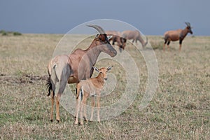 Baby topi and its mom in the african savannah.