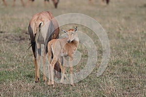 Baby topi and its mom in the african savannah.