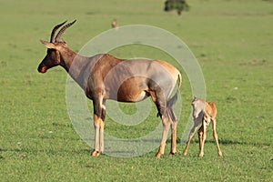 Baby topi and its mom, in the african savannah.