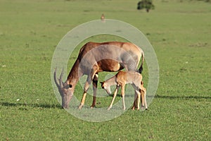 Baby topi and its mom, in the african savannah.