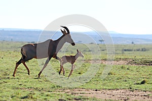 Baby topi and its mom running in the african savannah.
