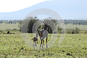 Baby topi and its mom running in the african savannah.