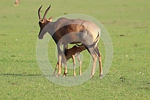 Baby topi nursing from its mom, in the african savannah.