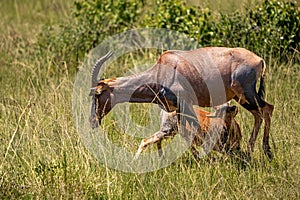 Baby Topi Nursing on Mother