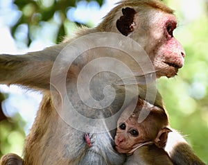 Baby toque macaque snuggled into mother`s breast