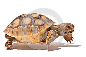 Baby Tortoise photo