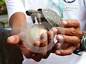 Baby tortoise and egg in safe hands