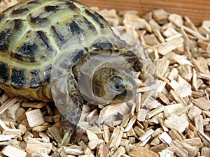 Baby Tortoise