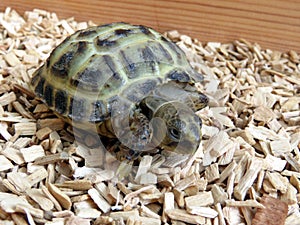 Baby Tortoise