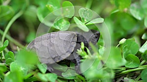 Baby tortoise in a shell is wading through dense grass. Macro