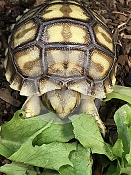 Baby tortoise