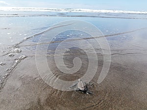 Baby tourtle on the beach. Cos lota Rica eco tourism. photo